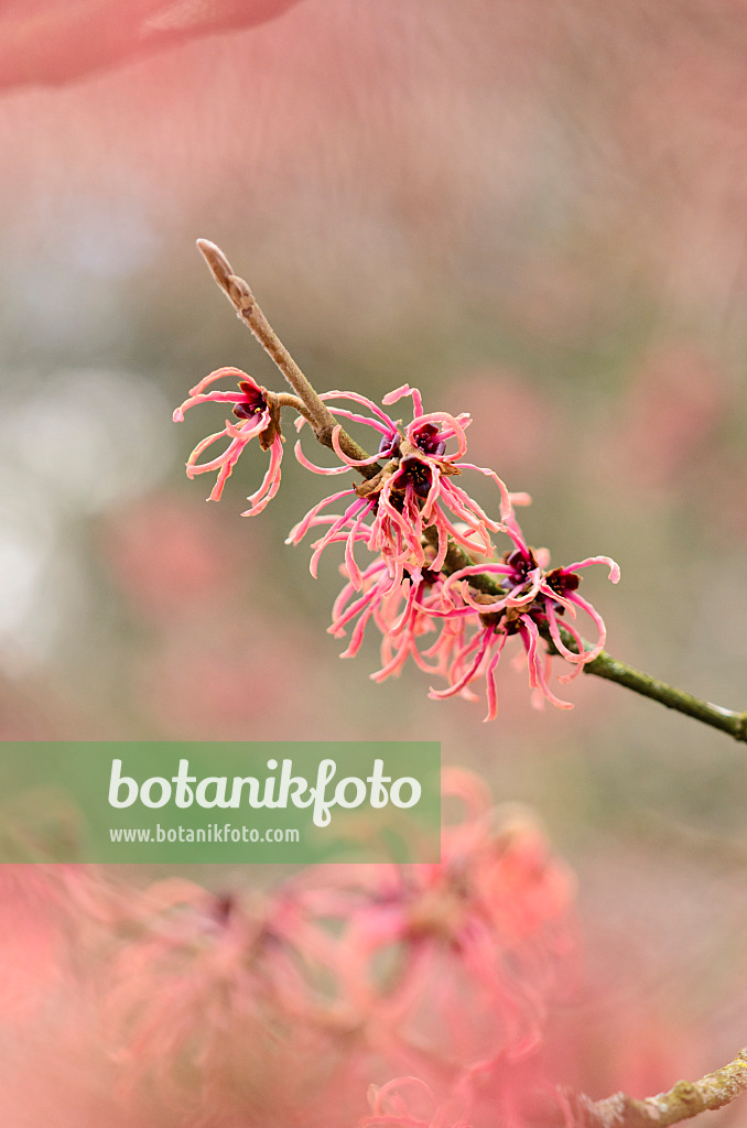 553071 - Japanese witch hazel (Hamamelis japonica 'Flavo-Purpurascens')