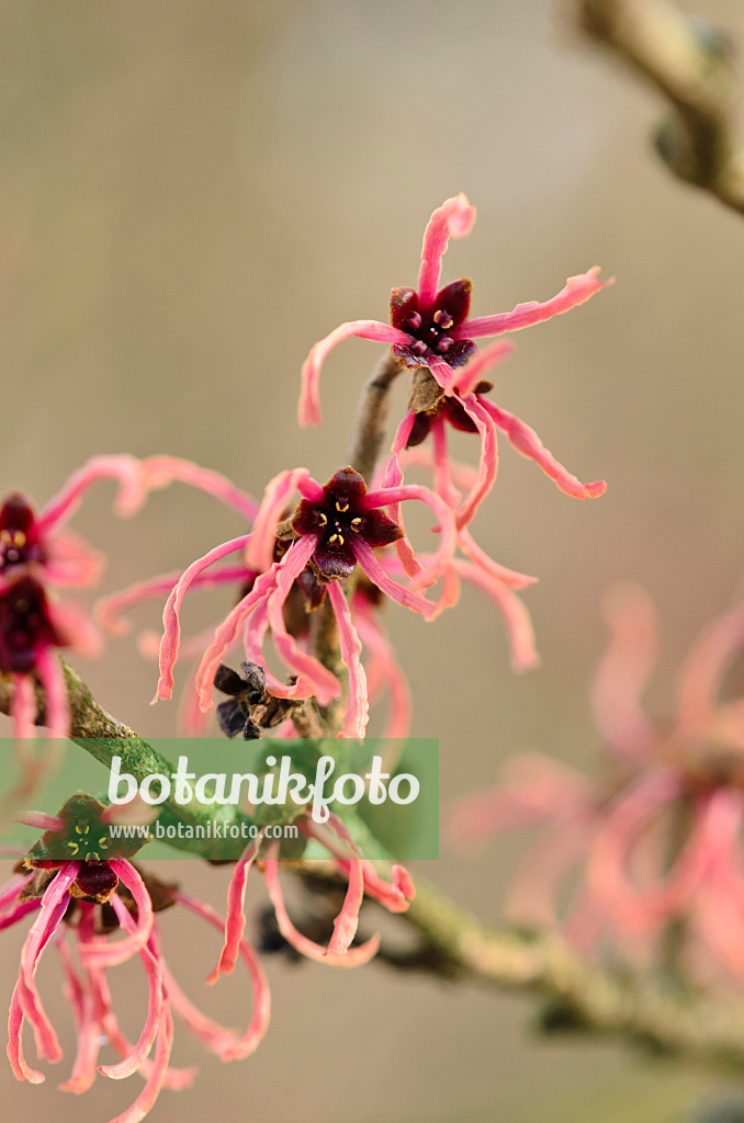 553072 - Japanese witch hazel (Hamamelis japonica 'Flavo-Purpurascens')