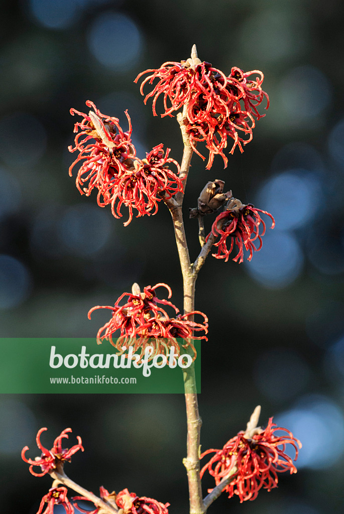 529074 - Japanese witch hazel (Hamamelis japonica 'Robin')