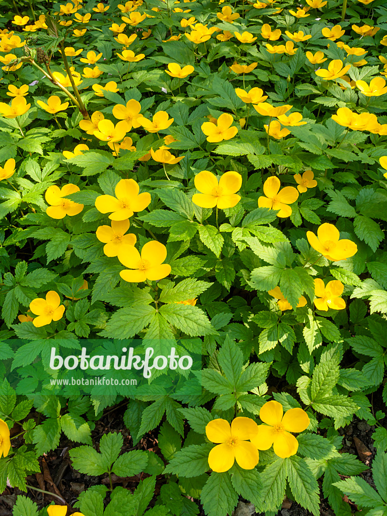 437185 - Japanese wood poppy (Hylomecon japonica)