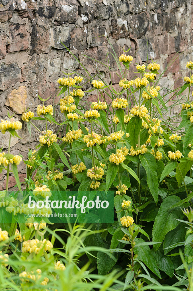 521246 - Jerusalem sage (Phlomis)