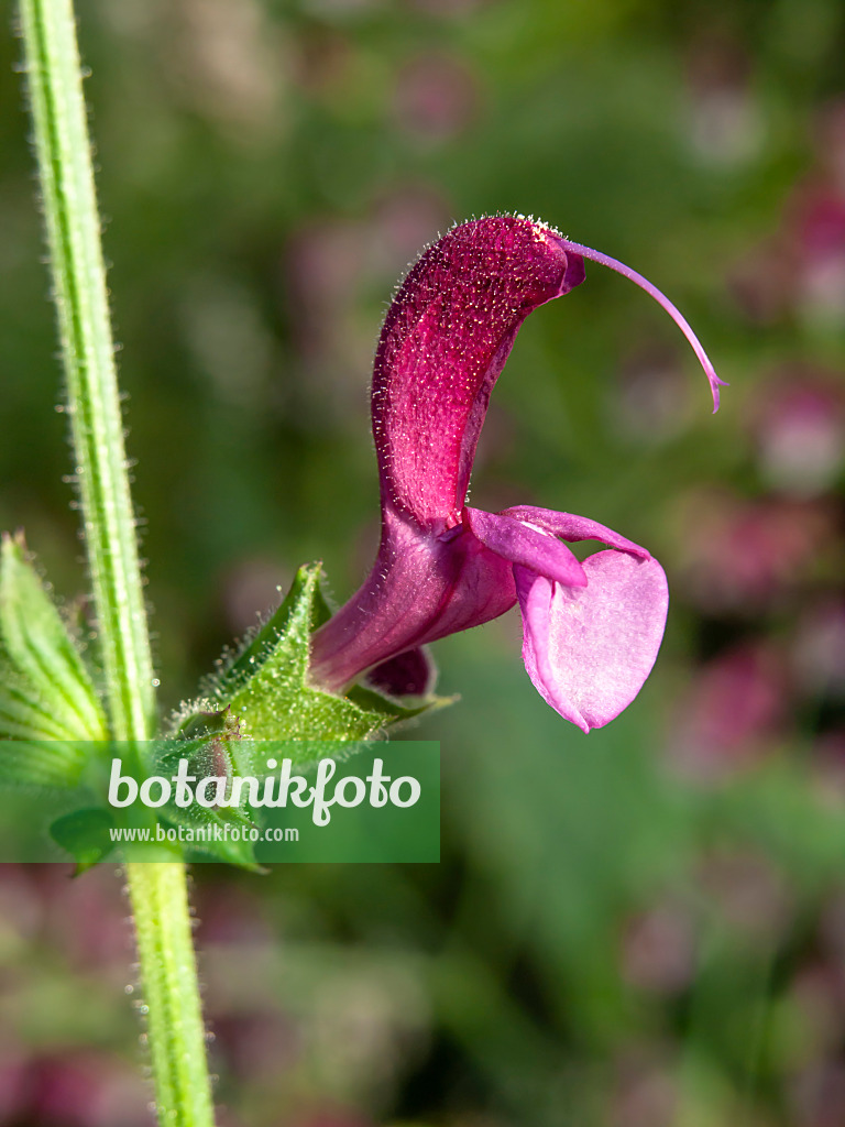 457048 - Jerusalem sage (Salvia hierosolymitana)