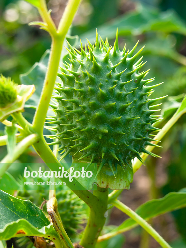 429123 - Jimson weed (Datura stramonium)