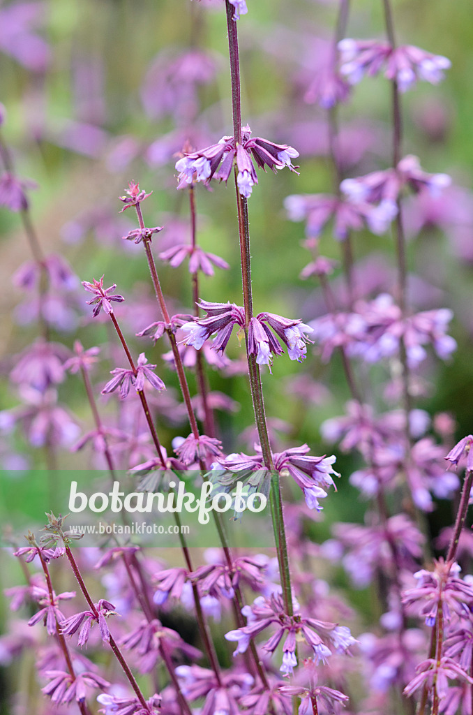 533548 - Judean sage (Salvia judaica)