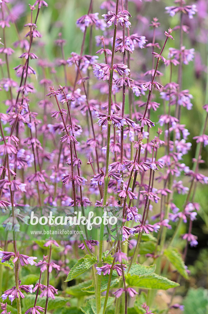 533549 - Judean sage (Salvia judaica)