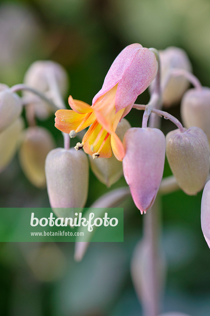 481039 - Kalanchoe fedtschenkoi