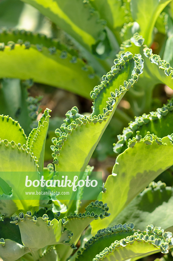 534335 - Kalanchoe laetivirens