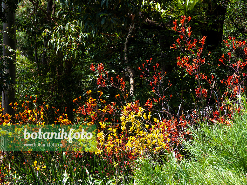 455306 - Kangaroo paw (Anigozanthos Bush Haze and Anigozanthos Bush Ruby)