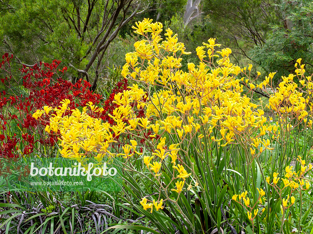 455342 - Kangaroo paw (Anigozanthos flavidus)