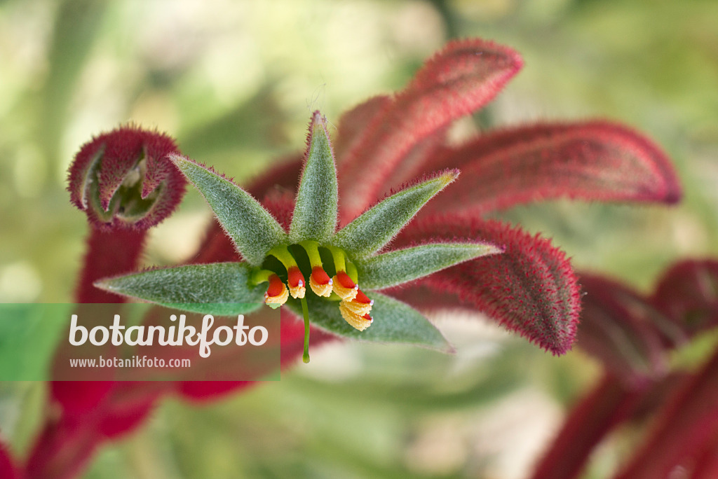 608078 - Kangaroo paw (Anigozanthos flavidus)