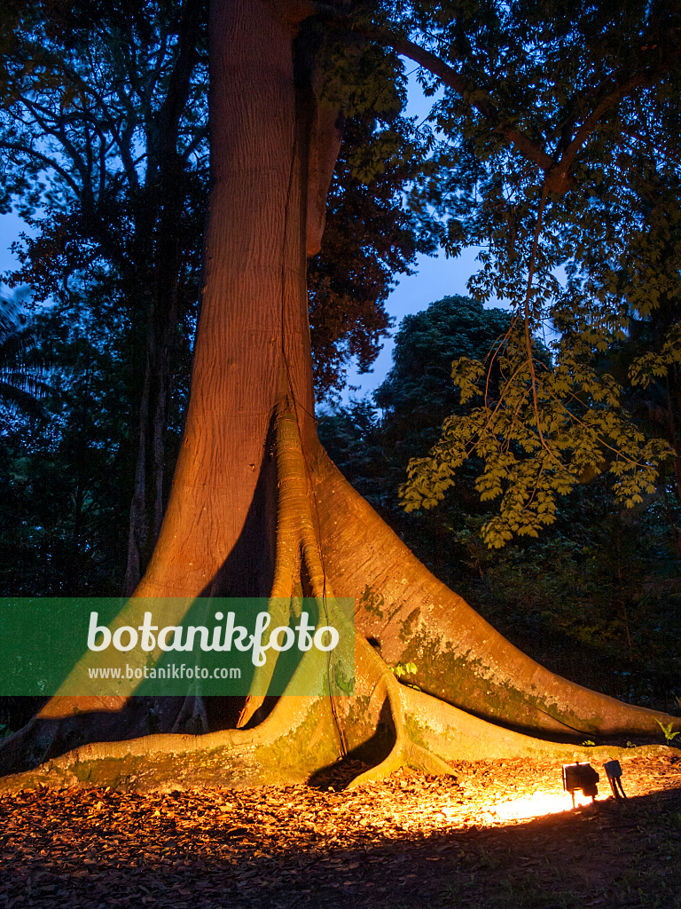 411253 - Kapok (Ceiba pentandra)