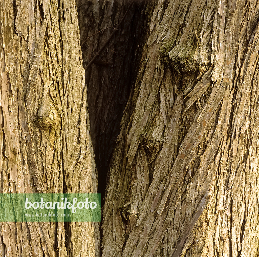 253001 - Katsura tree (Cercidiphyllum japonicum)