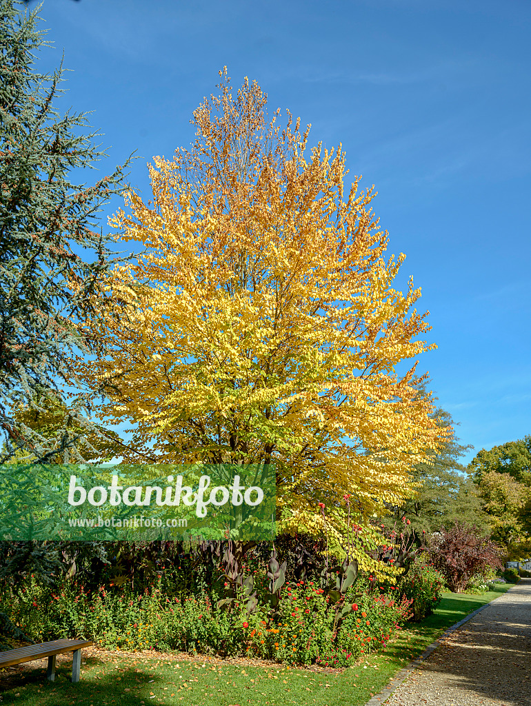 558070 - Katsura tree (Cercidiphyllum japonicum)