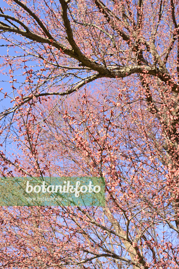 470101 - Katsura tree (Cercidiphyllum japonicum) with male flowers