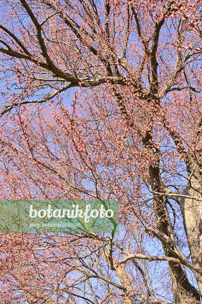 470102 - Katsura tree (Cercidiphyllum japonicum) with male flowers