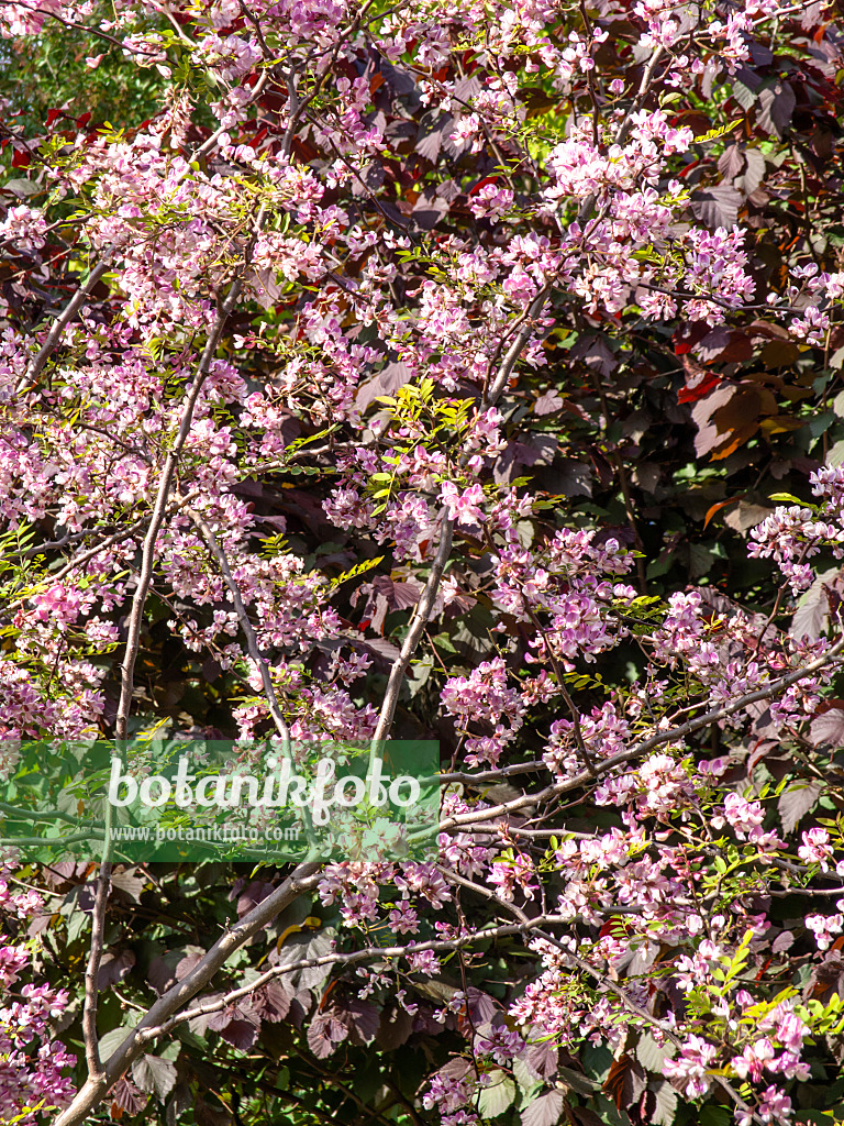 438012 - Kelsey's locust (Robinia kelseyi)