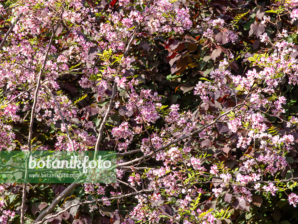 438013 - Kelsey's locust (Robinia kelseyi)