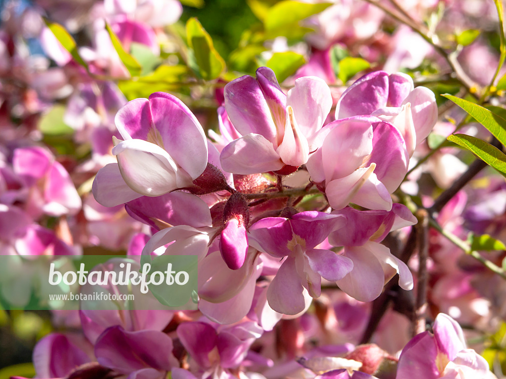 438014 - Kelsey's locust (Robinia kelseyi)