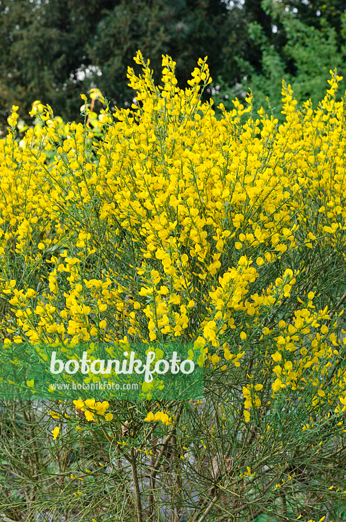 471263 - Kew broom (Cytisus x kewensis)