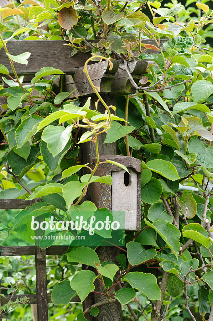 473192 - Kiwi (Actinidia) with nest box