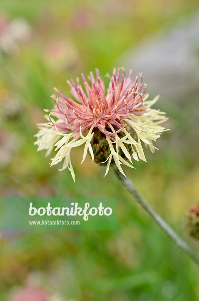 508520 - Knapweed (Centaurea rupestris)