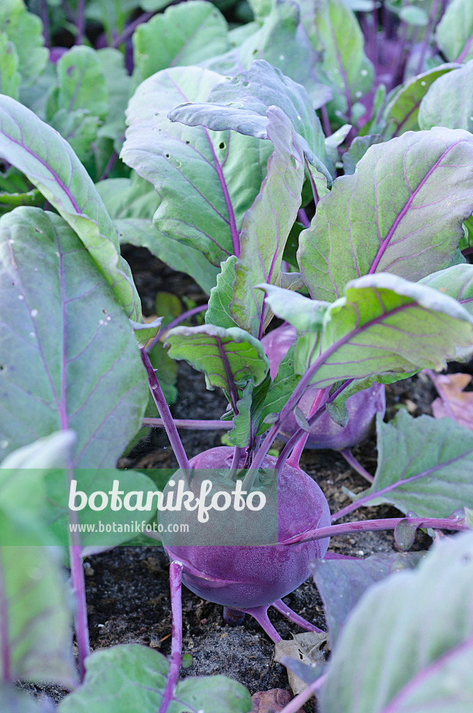 473220 - Kohlrabi (Brassica oleracea var. gongyloides 'Azur Star')