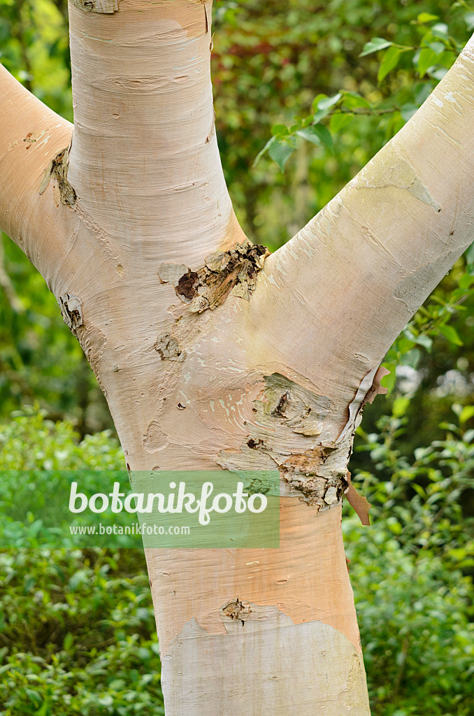 533394 - Korean birch (Betula costata)