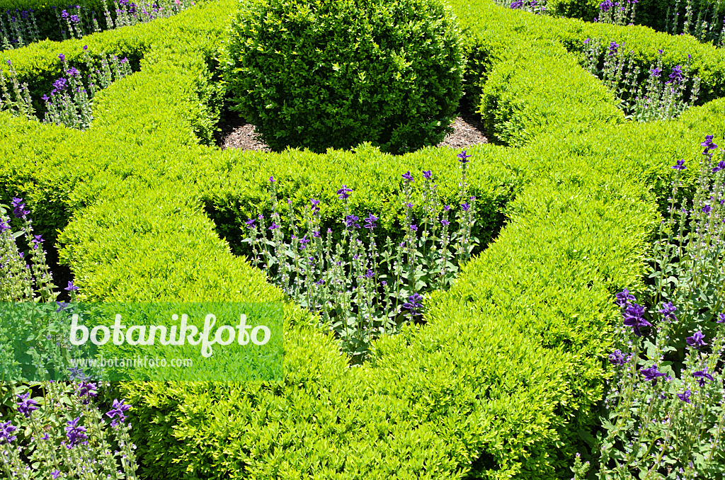 508153 - Korean boxwood (Buxus sinica var. insularis 'Justin Brouwers') and annual sage (Salvia viridis 'Marble Arch Blue' syn. Salvia horminum 'Marble Arch Blue')