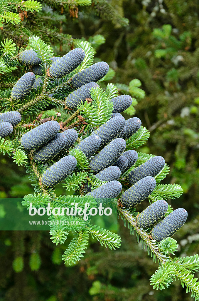 521203 - Korean fir (Abies koreana)