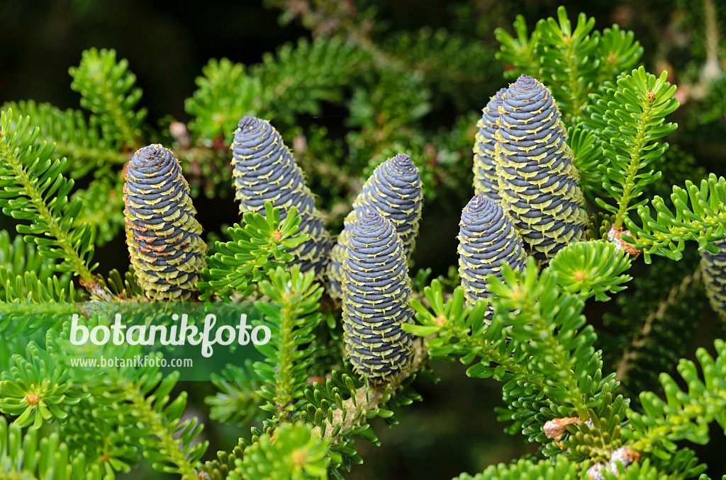 533392 - Korean fir (Abies koreana)