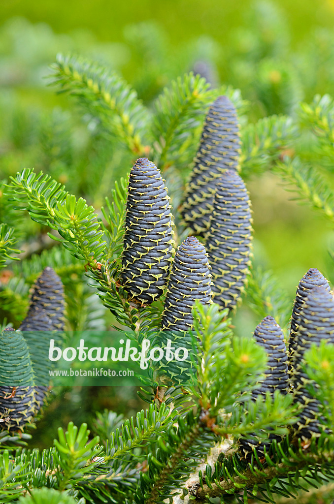 533393 - Korean fir (Abies koreana)