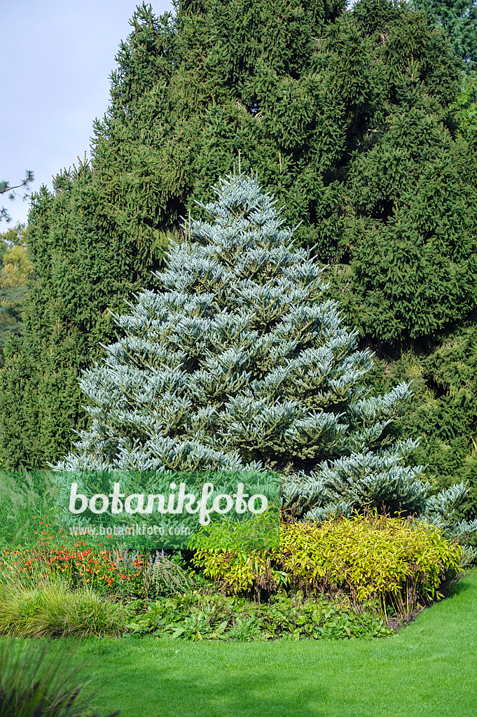 593002 - Korean fir (Abies koreana 'Silberlocke')