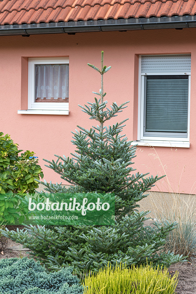 638002 - Korean fir (Abies koreana 'Silberlocke')