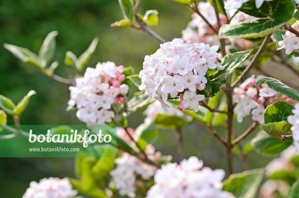 483347 - Korean spice viburnum (Viburnum carlesii)