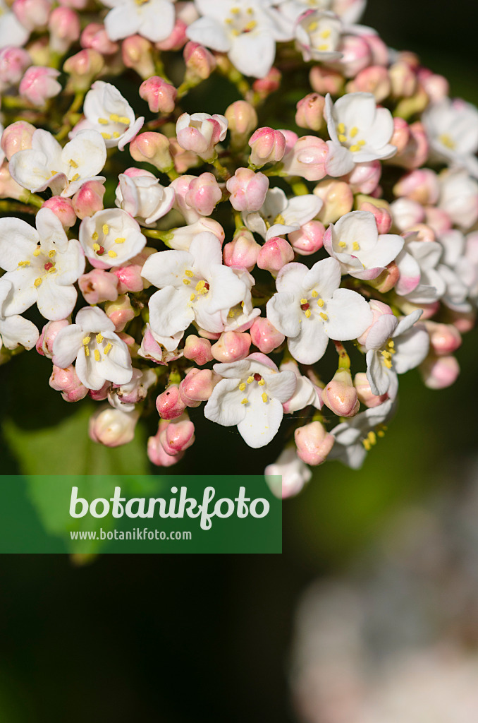 531177 - Korean spice viburnum (Viburnum carlesii)