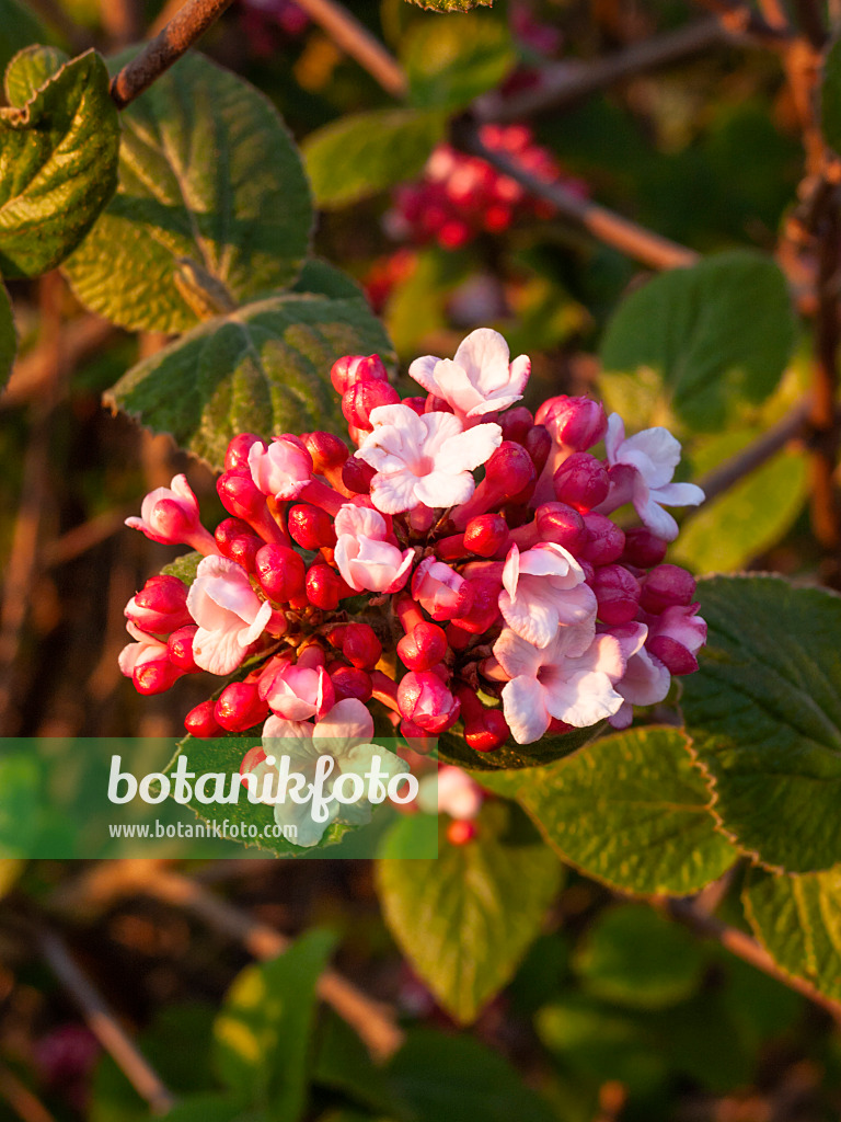 412022 - Korean spice viburnum (Viburnum carlesii 'Aurora')