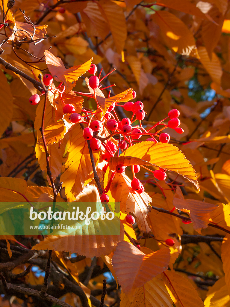 406047 - Korean whitebeam (Sorbus alnifolia)