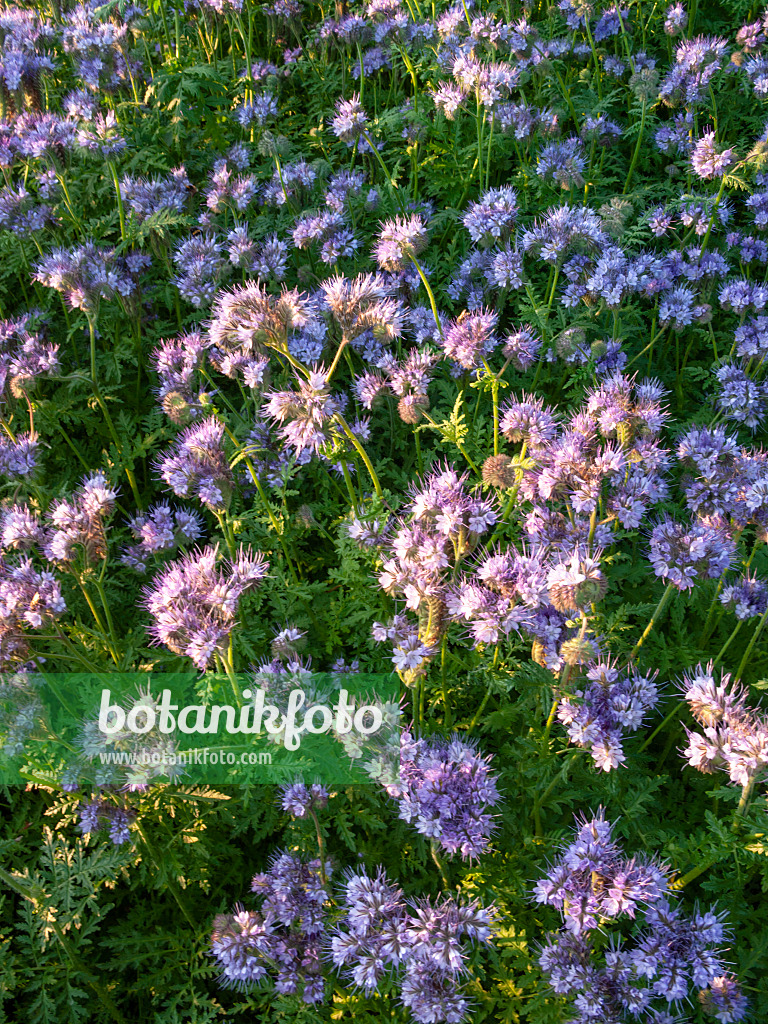 414025 - Lacy phacelia (Phacelia tanacetifolia)