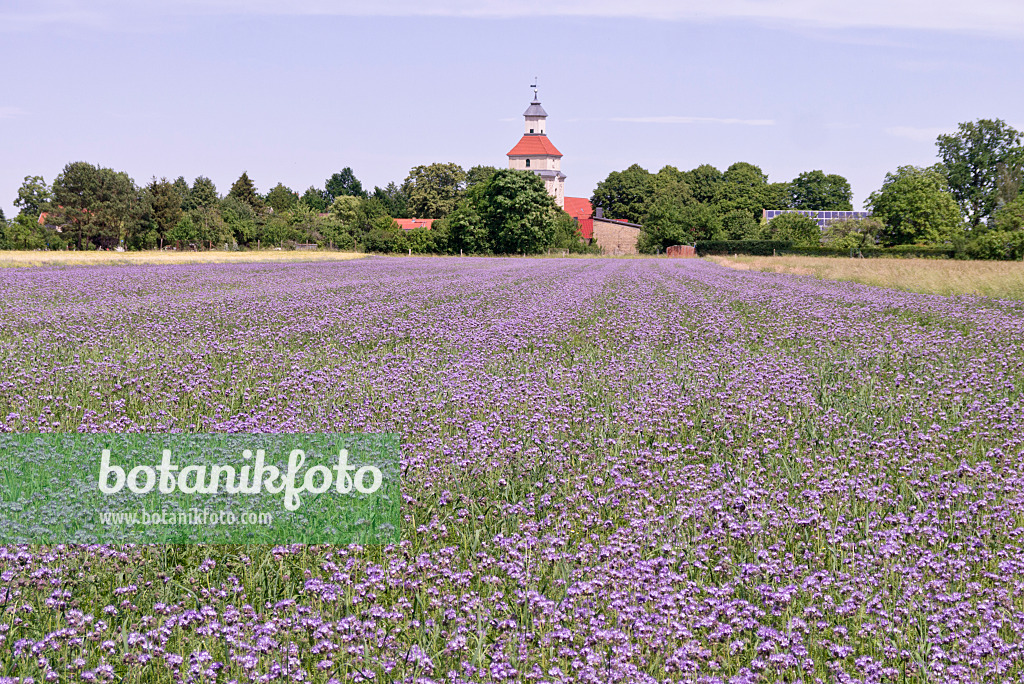 572109 - Lacy phacelia (Phacelia tanacetifolia)