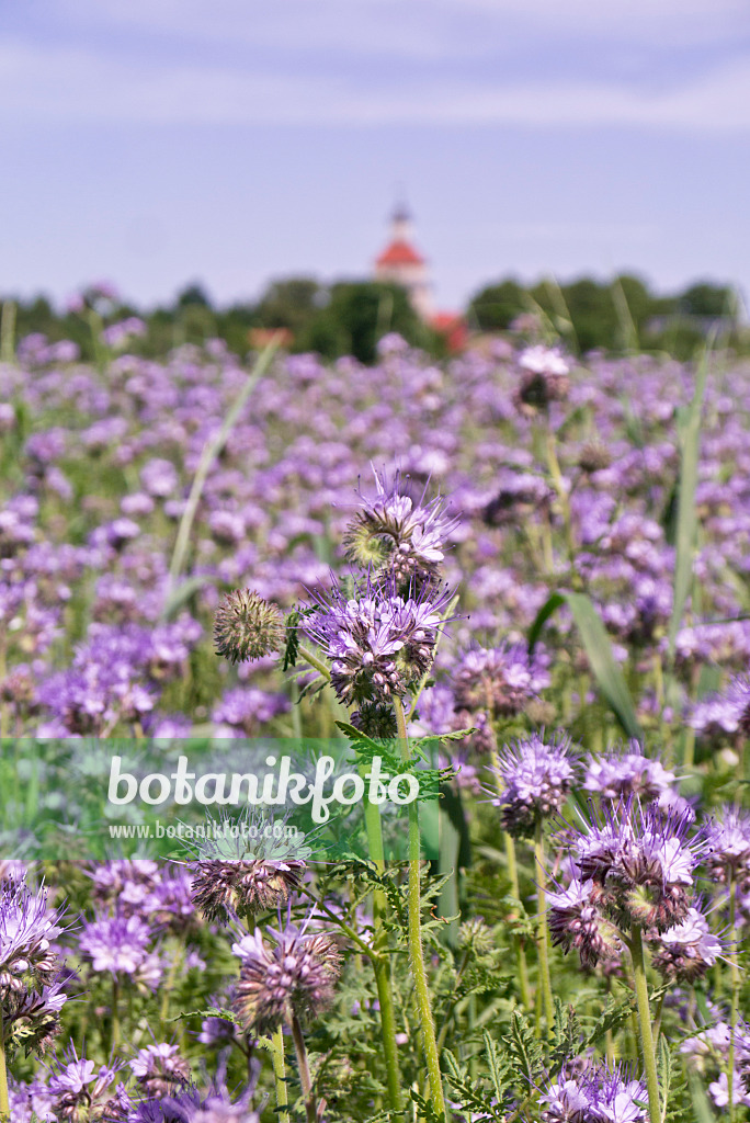 572110 - Lacy phacelia (Phacelia tanacetifolia)