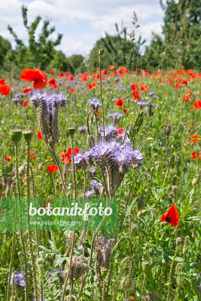 545115 - Lacy phacelia (Phacelia tanacetifolia) and corn poppy (Papaver rhoeas)