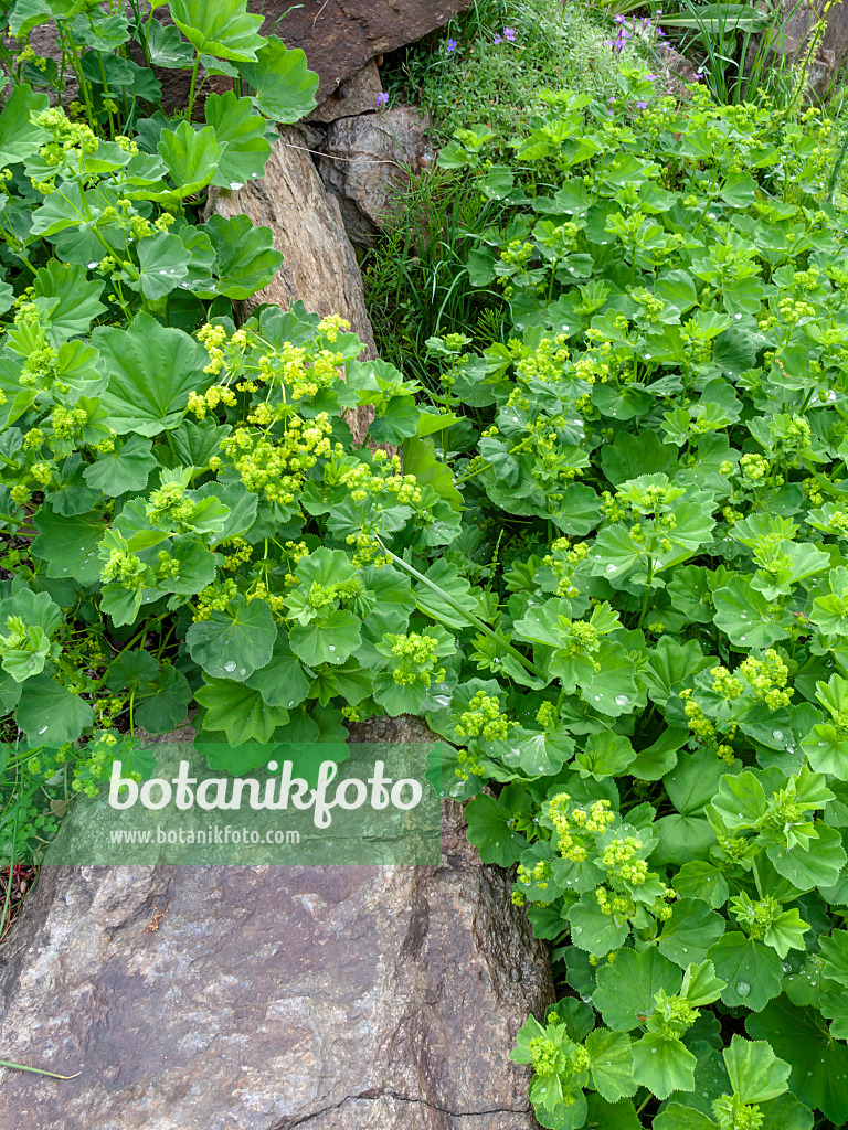 448077 - Lady's mantle (Alchemilla gorcensis)