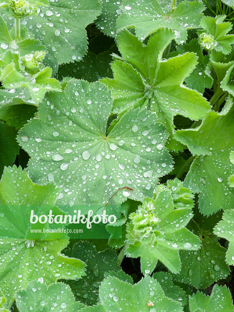 401202 - Lady's mantle (Alchemilla mollis)