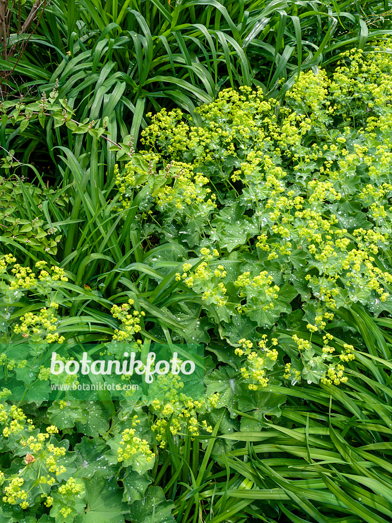 426100 - Lady's mantle (Alchemilla mollis)