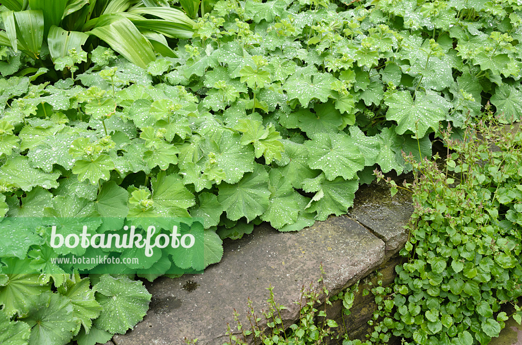 520421 - Lady's mantle (Alchemilla mollis)