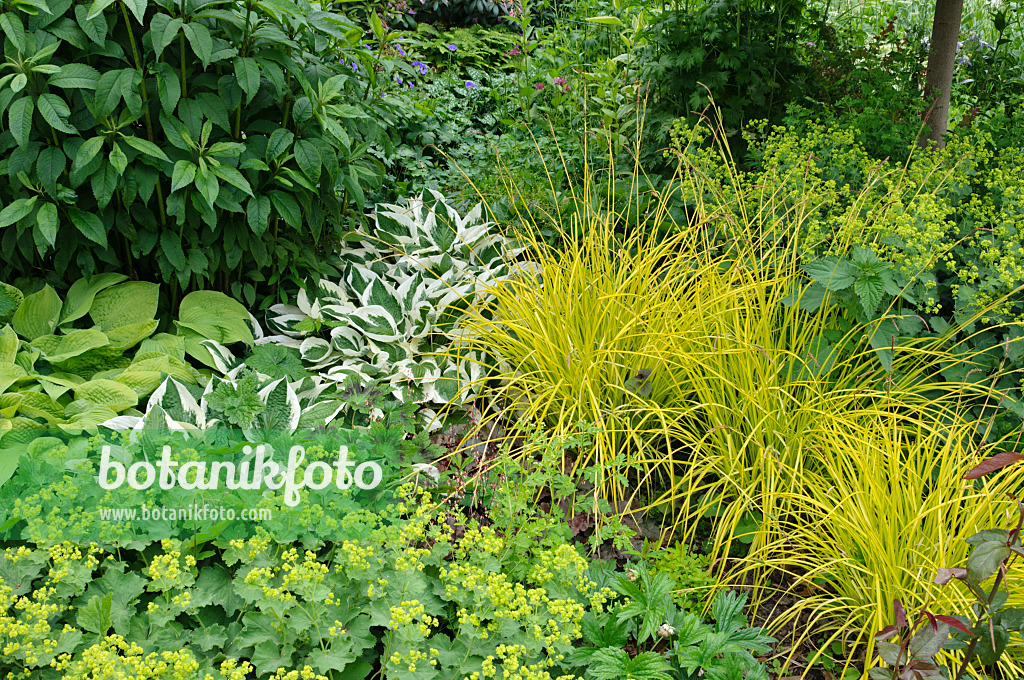 473080 - Lady's mantle (Alchemilla), plantain lily (Hosta) and tufted sedge (Carex elata 'Bowles Golden')