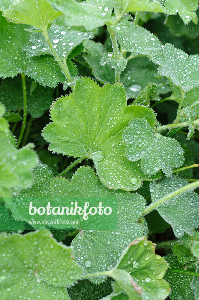 484130 - Lady's mantle (Alchemilla) with rain drops