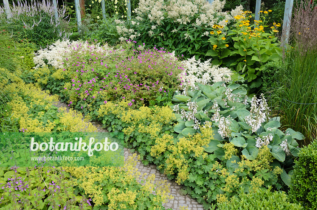 534196 - Lady's mantles (Alchemilla), cranesbills (Geranium), astilbes (Astilbe) and plantain lilies (Hosta)