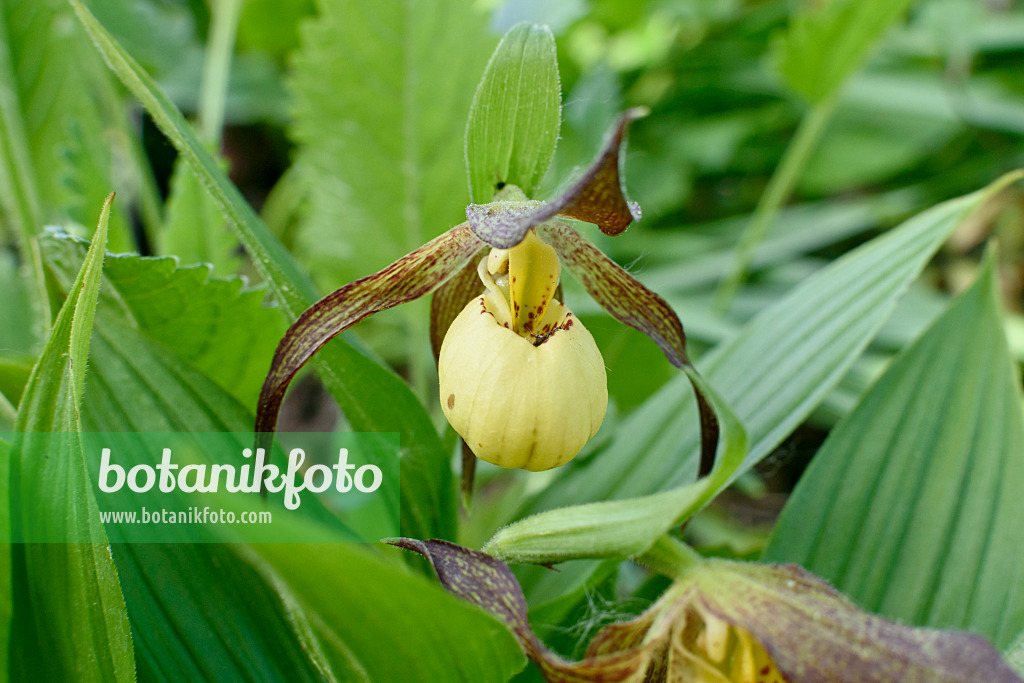 568010 - Lady's slipper orchid (Cypripedium Hank Small)