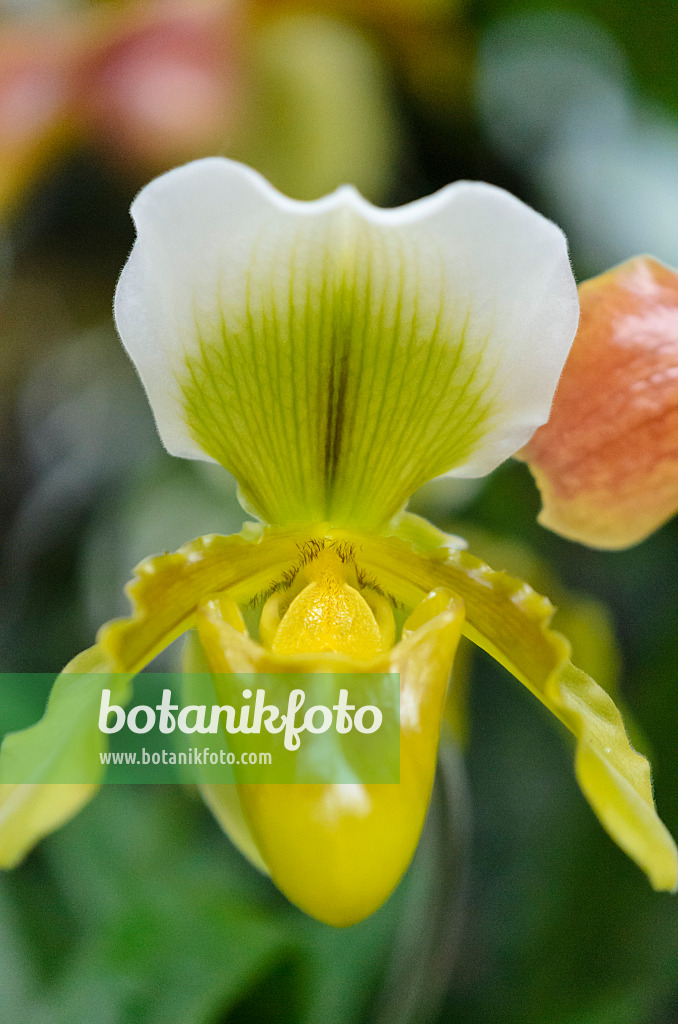 529157 - Lady's slipper orchid (Paphiopedilum Heide)